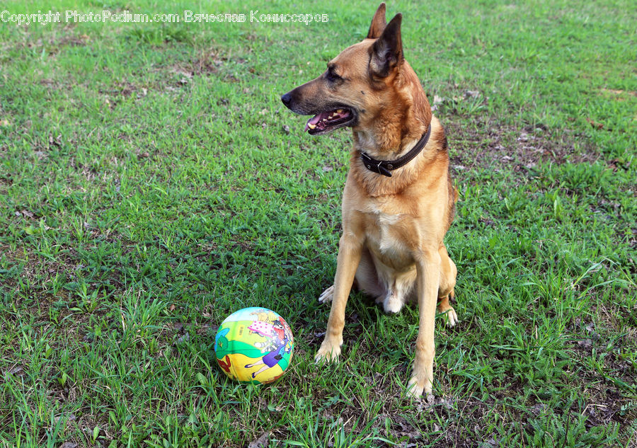 Ball, Sphere, Plant, Blossom, Flora, Flower, Animal