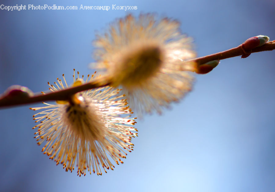 Bud, Plant, Dandelion, Flower, Blossom, Flora, Daisies