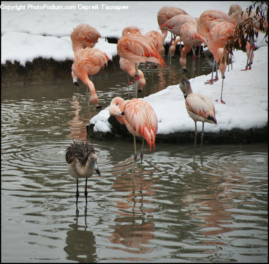 Bird, Flamingo, Flock, People, Person, Human, Waterfowl