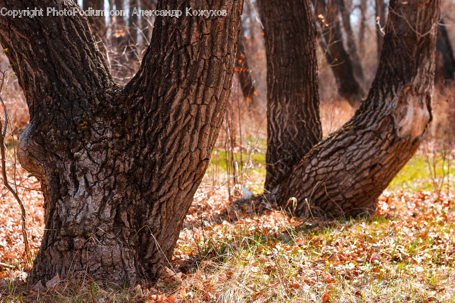 Tree Trunk, Forest, Vegetation, Birch, Tree, Wood, Conifer