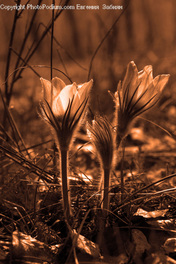 Field, Grass, Grassland, Plant, Blossom, Crocus, Flora