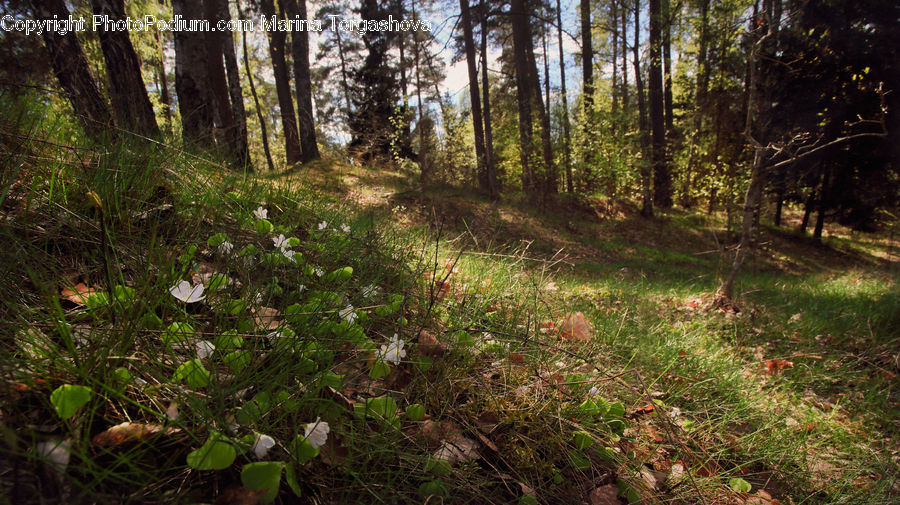 Forest, Vegetation, Grove, Land, Plant, Tree, Blossom