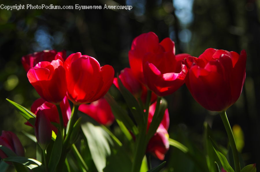 Blossom, Flora, Flower, Plant, Tulip, Geranium, Carnation