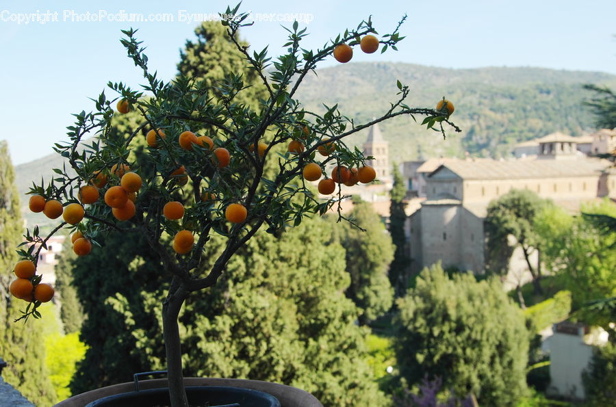 Plant, Potted Plant, Citrus Fruit, Fruit, Grapefruit, Countryside, Outdoors