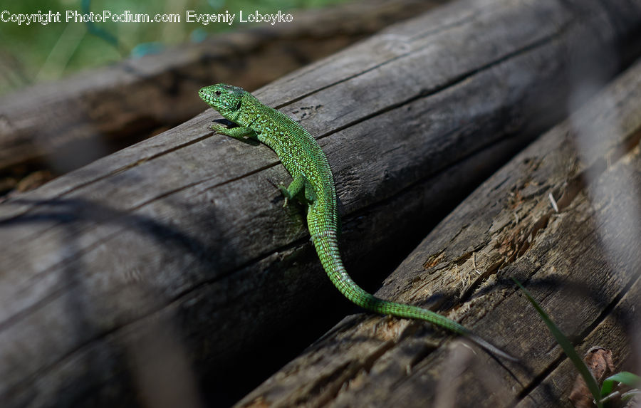 Gecko, Green Lizard, Lizard, Reptile, Iguana