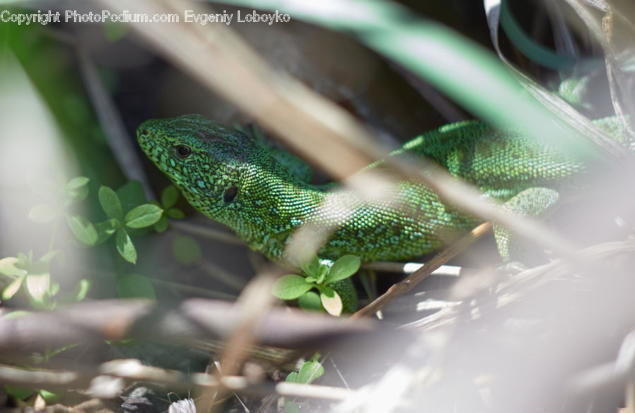 Green Snake, Reptile, Snake, Gecko, Green Lizard, Lizard, Plant