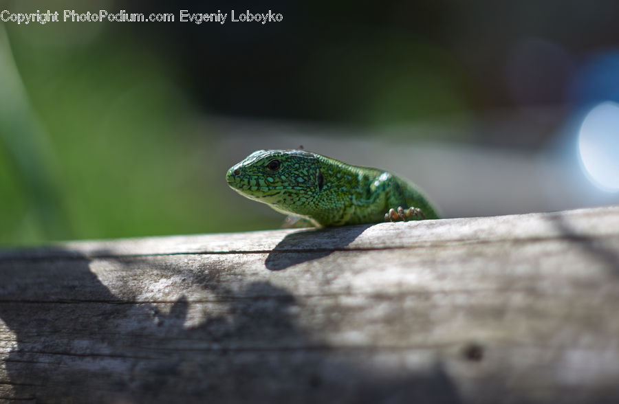 Gecko, Green Lizard, Lizard, Reptile, Amphibian, Frog, Wildlife