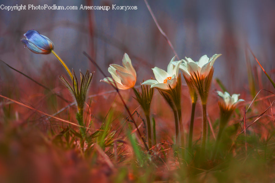 Moss, Plant, Field, Grass, Grassland, Blossom, Crocus