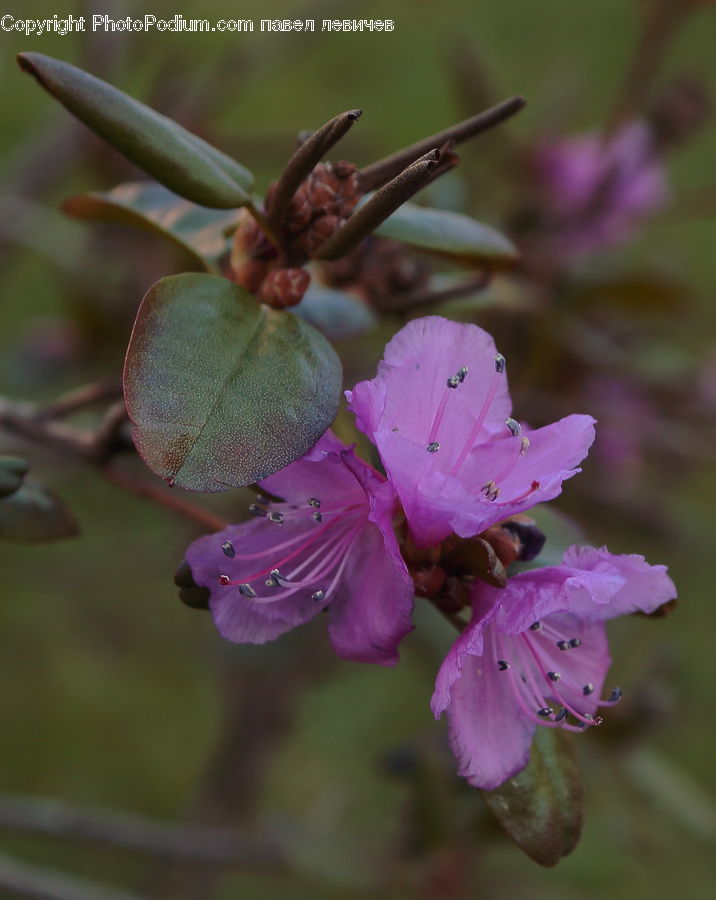 People, Person, Human, Blossom, Flora, Flower, Geranium