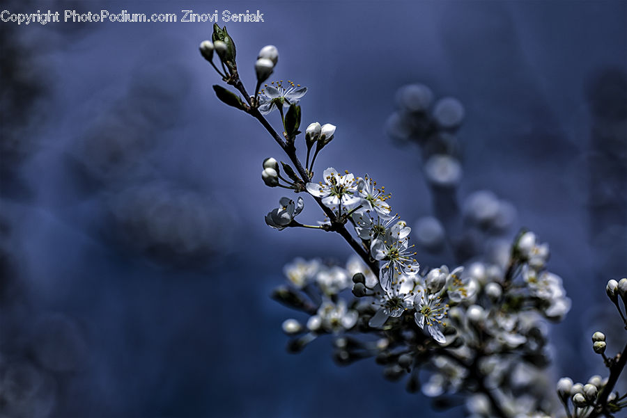 Blossom, Flora, Flower, Plant, Weed, Cherry Blossom, Lilac