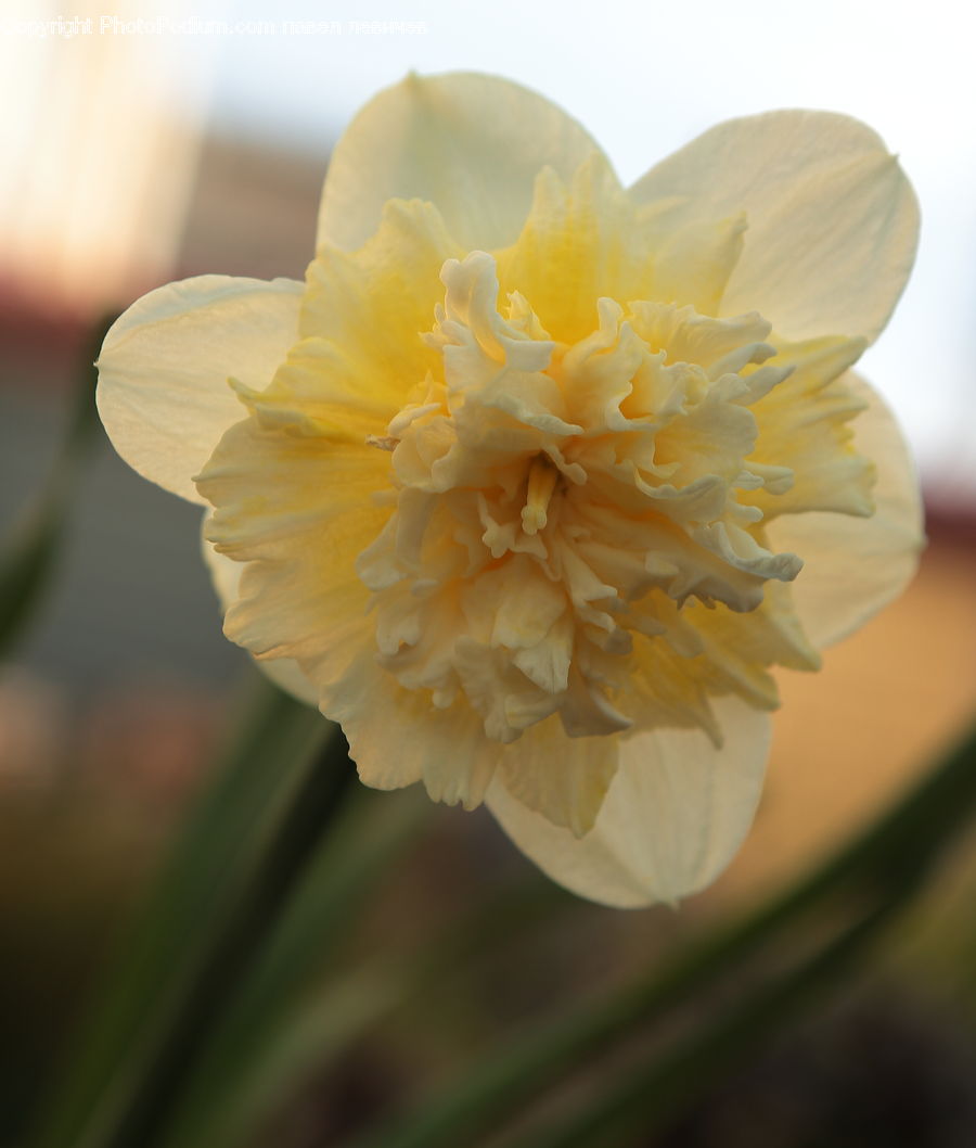 Blossom, Daffodil, Flora, Flower, Plant, Carnation