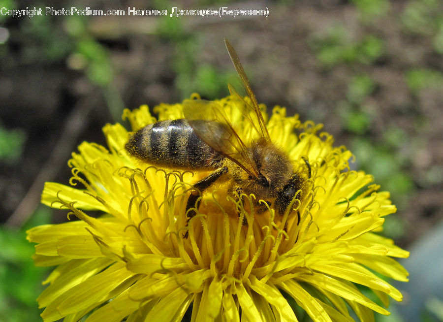 Bee, Insect, Invertebrate, Bumblebee, Honey Bee, Asteraceae, Blossom