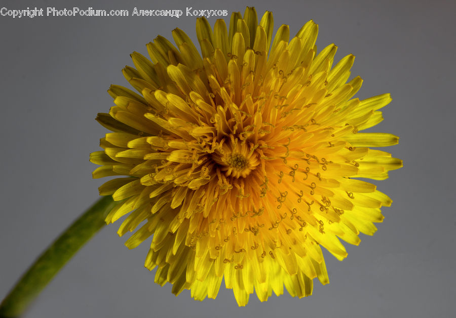 Dandelion, Flower, Plant, Asteraceae, Blossom, Flora, Dahlia