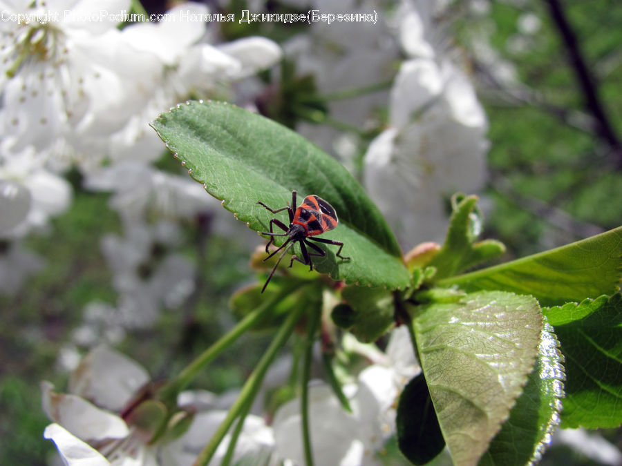 Blossom, Flora, Flower, Plant, Moss