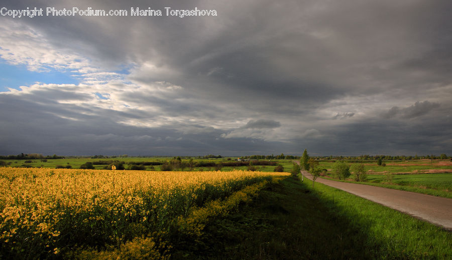 Field, Dirt Road, Gravel, Road, Grass, Grassland, Plant