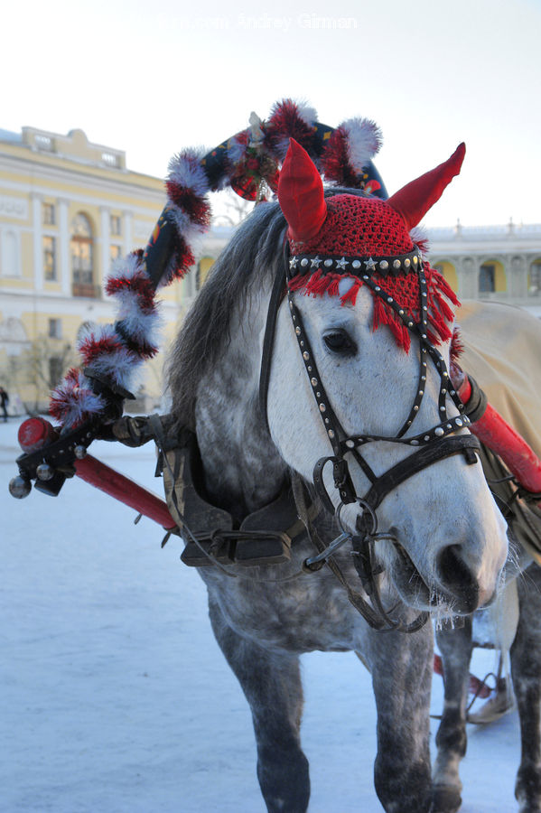 Animal, Equestrian, Horse, Person, Mammal, Carriage, Horse Cart