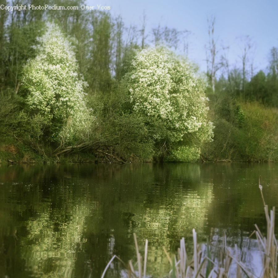 Outdoors, Pond, Water, Blossom, Flora, Flower, Plant