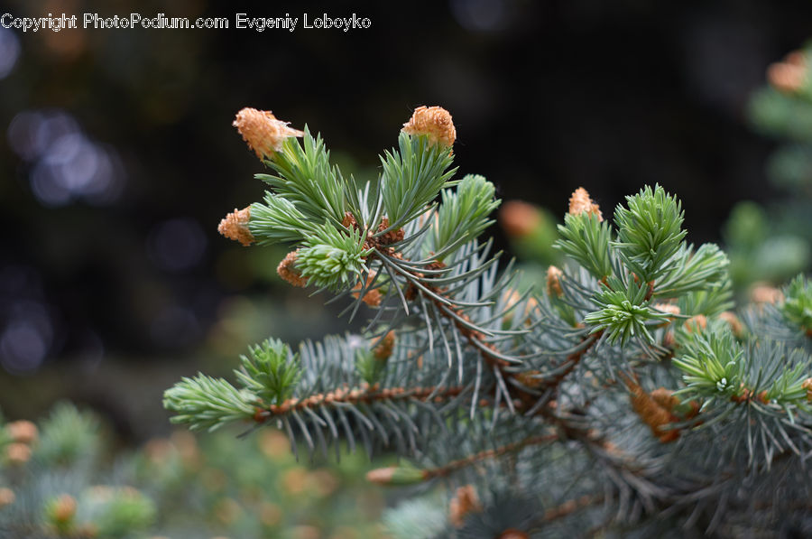 Conifer, Fir, Plant, Tree, Abies, Spruce, Pine
