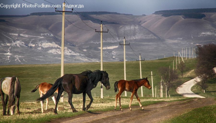 Animal, Colt Horse, Foal, Horse, Mammal, Bridge, Viaduct