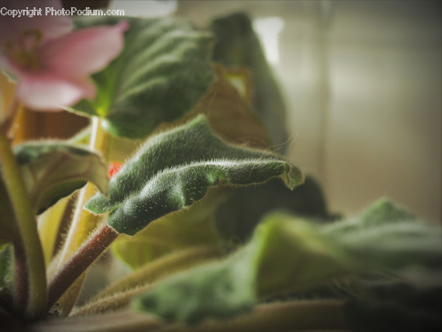 Bud, Plant, Aloe, Blossom, Flora, Flower, Building