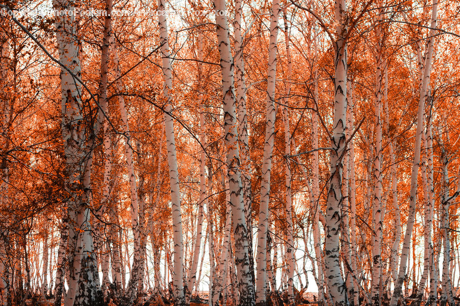 Birch, Tree, Wood, Forest, Vegetation, Field, Grass