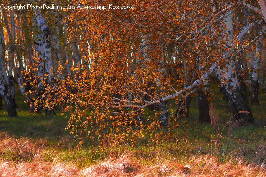 Birch, Tree, Wood, Conifer, Fir, Plant, Field