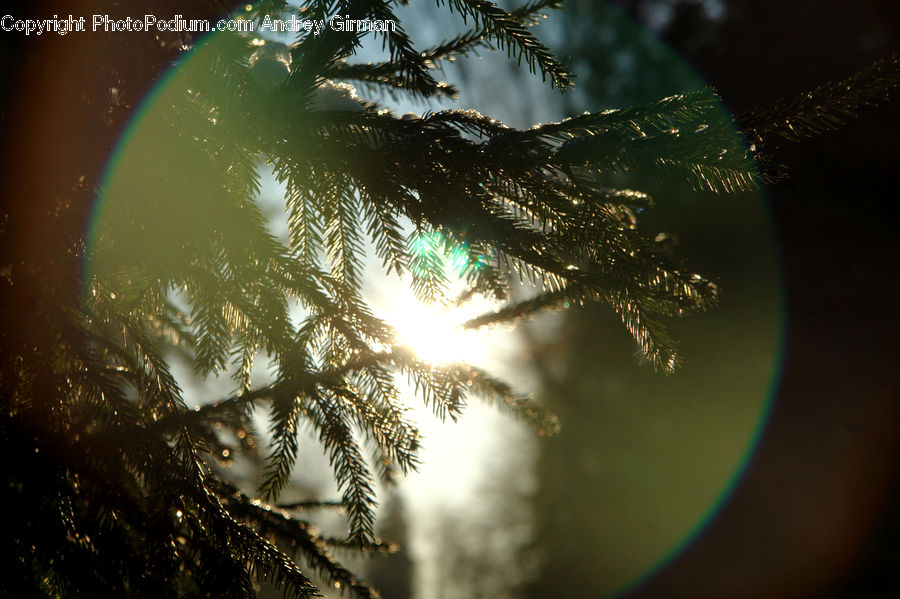 Conifer, Fir, Plant, Tree, Ornament, Flare, Light