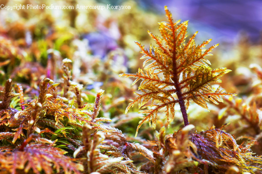 Conifer, Fir, Plant, Tree, Fern, Moss, Blossom