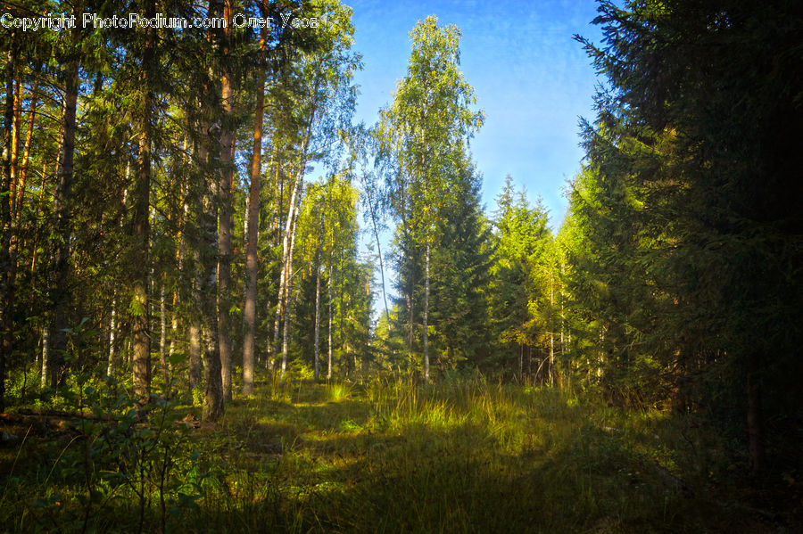 Forest, Vegetation, Jungle, Conifer, Fir, Plant, Tree