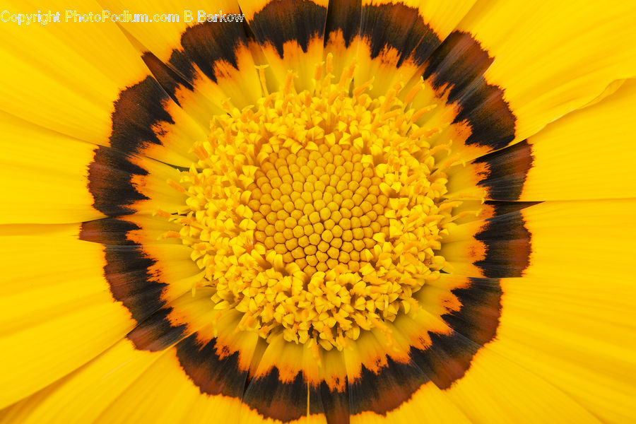 Flora, Flower, Plant, Treasure Flower, Asteraceae, Blossom, Pollen