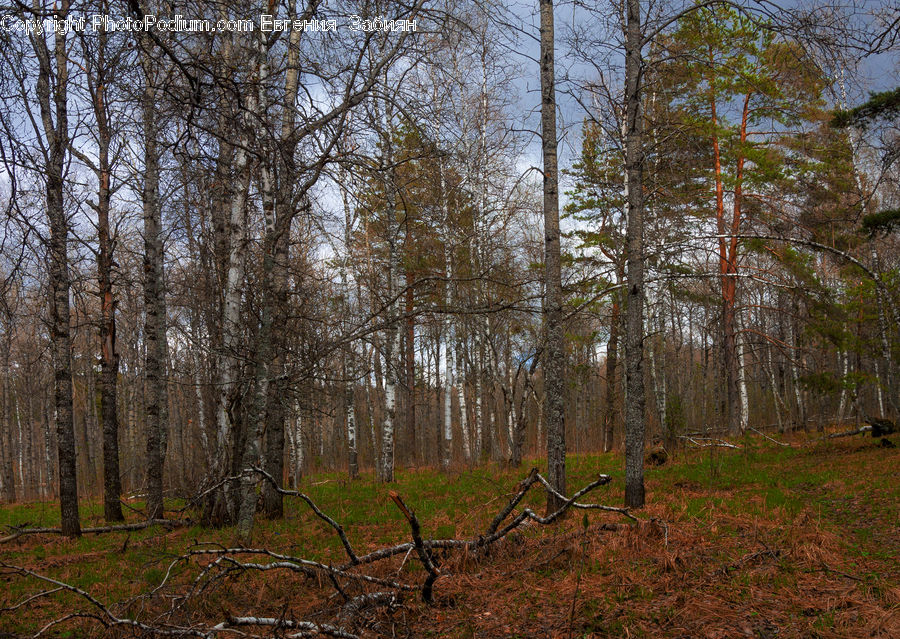 Birch, Tree, Wood, Forest, Vegetation, Grove, Land