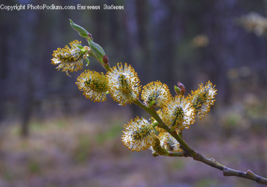Conifer, Fir, Plant, Tree, Blossom, Flora, Flower