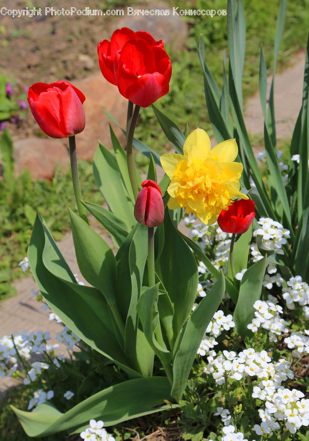 Blossom, Flora, Flower, Plant, Tulip, Potted Plant, Flower Arrangement