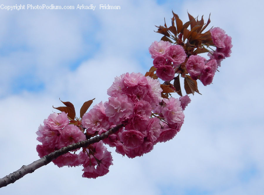 Blossom, Cherry Blossom, Flower, Flora, Plant, Carnation, Flower Arrangement