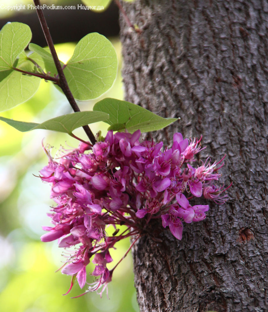 Blossom, Flora, Flower, Plant, Cherry Blossom, Lilac