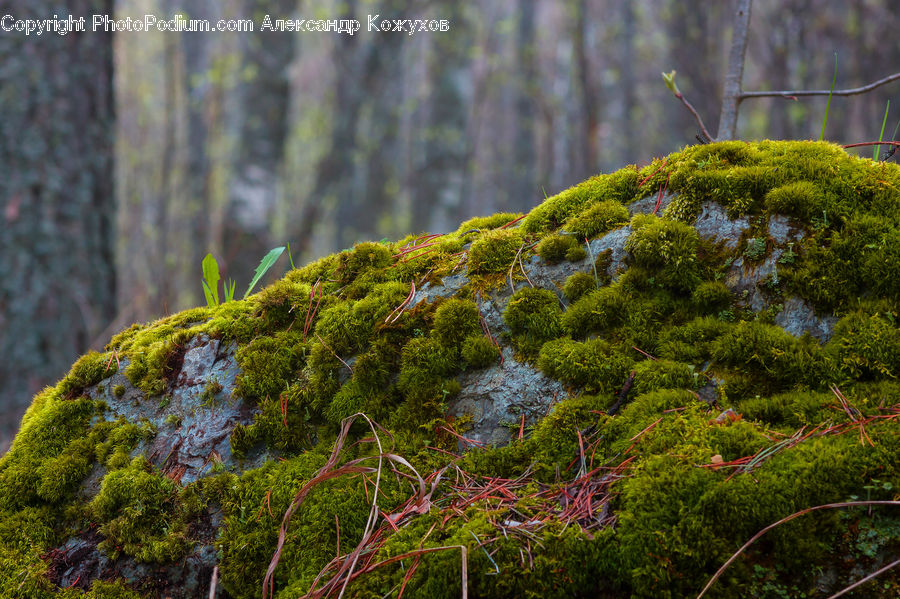 Moss, Plant, Conifer, Fir, Tree, Forest, Jungle