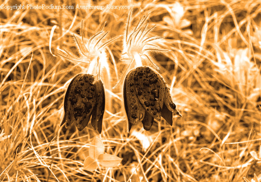Field, Grass, Grassland, Plant, Grain, Wheat, Food