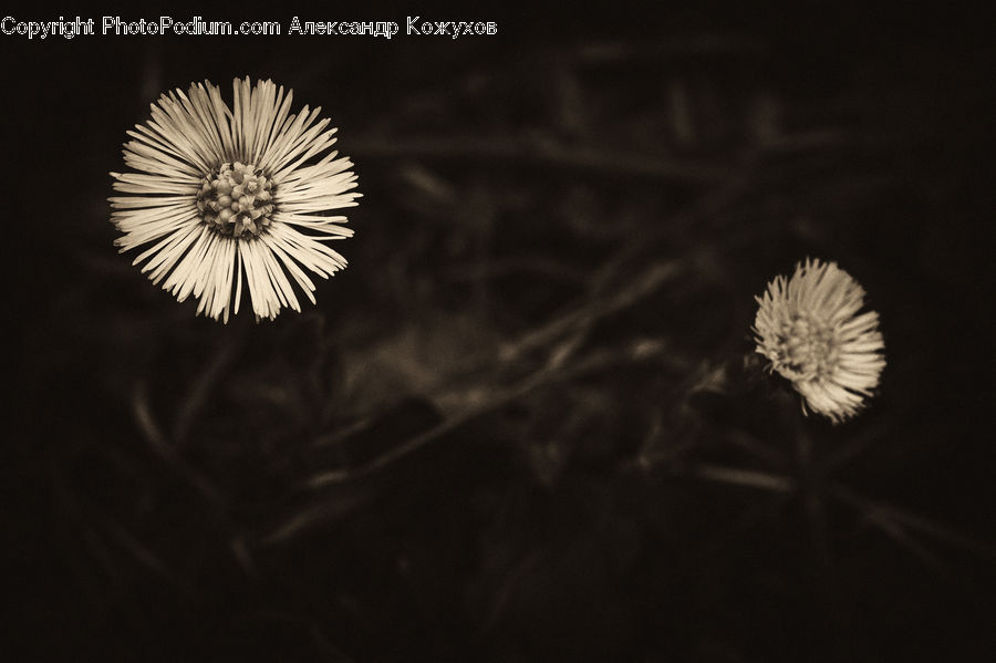 Dandelion, Flower, Plant, Weed, Asteraceae, Blossom, Flora