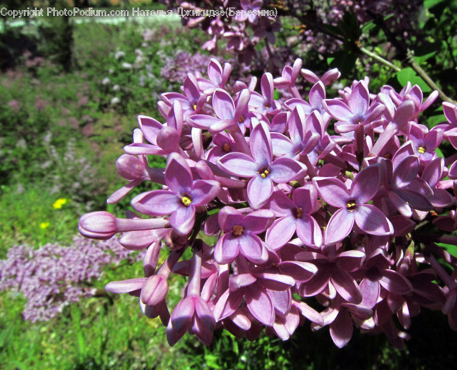 Blossom, Flower, Lilac, Plant, Flora, Crocus, Geranium