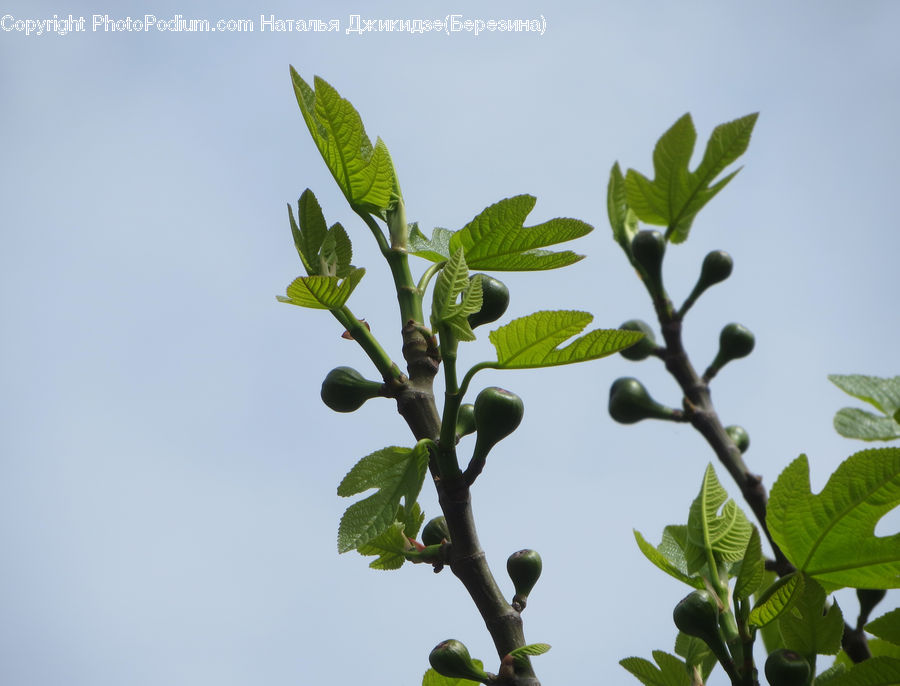 Plant, Acanthaceae, Annonaceae, Blossom, Flora, Fig, Flower