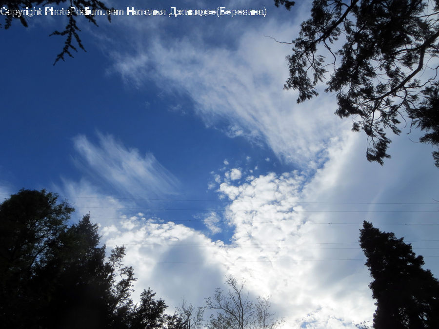 Azure Sky, Cloud, Outdoors, Sky, Conifer, Fir, Pine