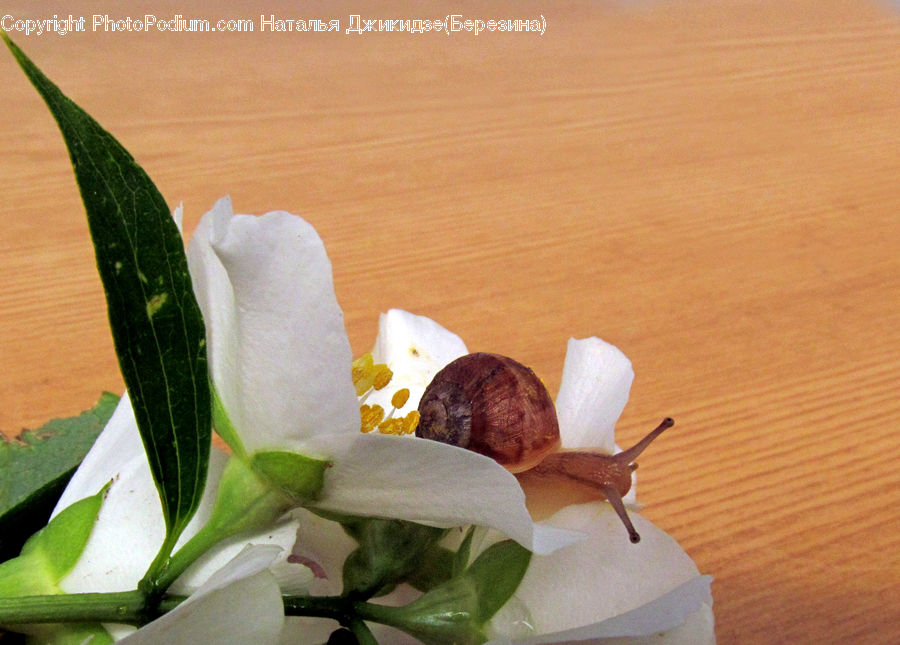 Flower Arrangement, Ikebana, Plant, Potted Plant, Vase, Leaf, Flower