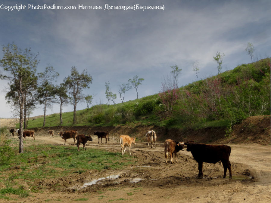 Animal, Cattle, Cow, Dairy Cow, Mammal, Countryside, Grassland