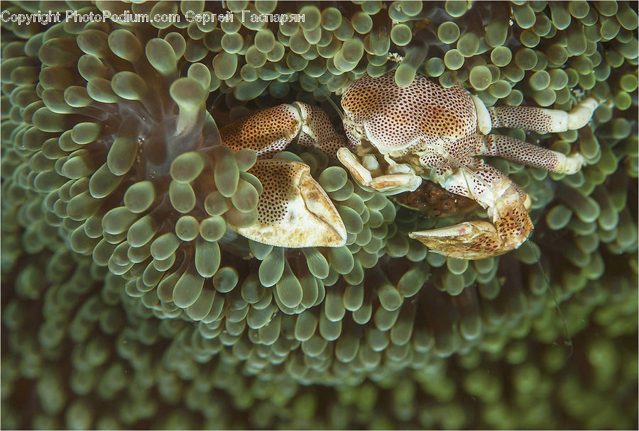 Alcyonacea, Brain Coral, Coral Reef, Invertebrate, Reef, Sea Life, Agaric