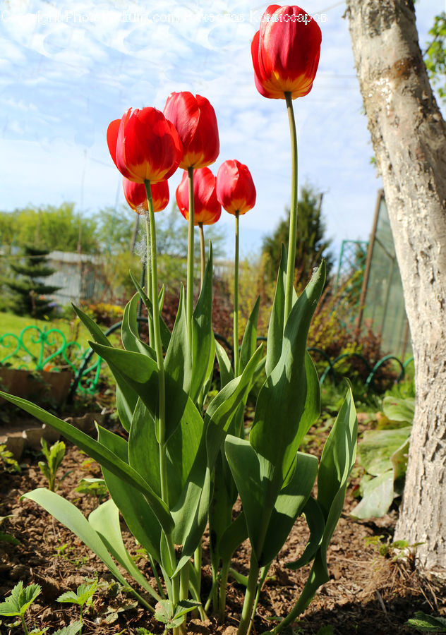 Blossom, Flora, Flower, Plant, Tulip, Soil, Crocus