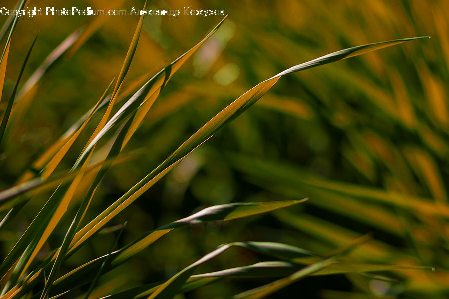 Field, Grass, Grassland, Plant, Vegetation