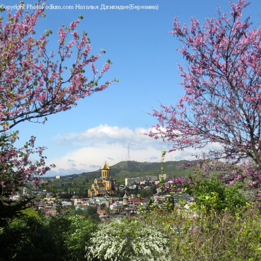 Blossom, Cherry Blossom, Flower, Flora, Plant, Lilac, Tree