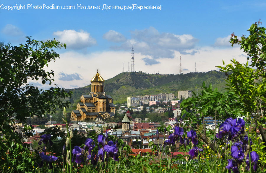 Flora, Flower, Iris, Plant, Blossom, Crocus, Building