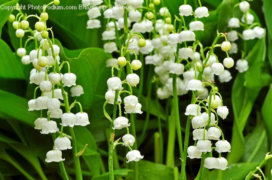 Plant, Fruit, Grapes, Blossom, Flora, Flower, Bush