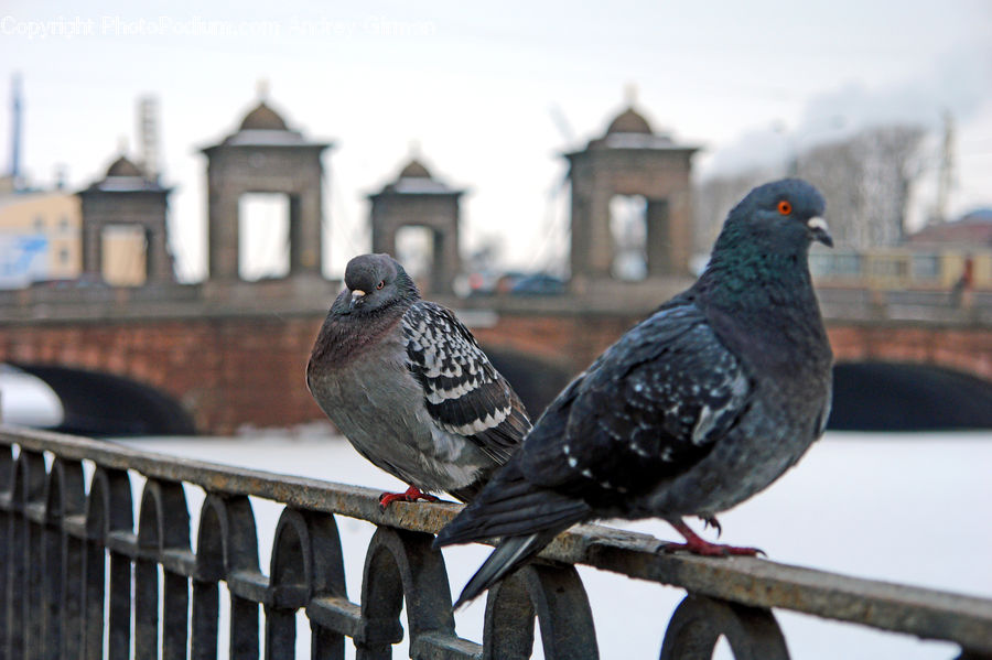 Bird, Pigeon, Dove, Head, Portrait